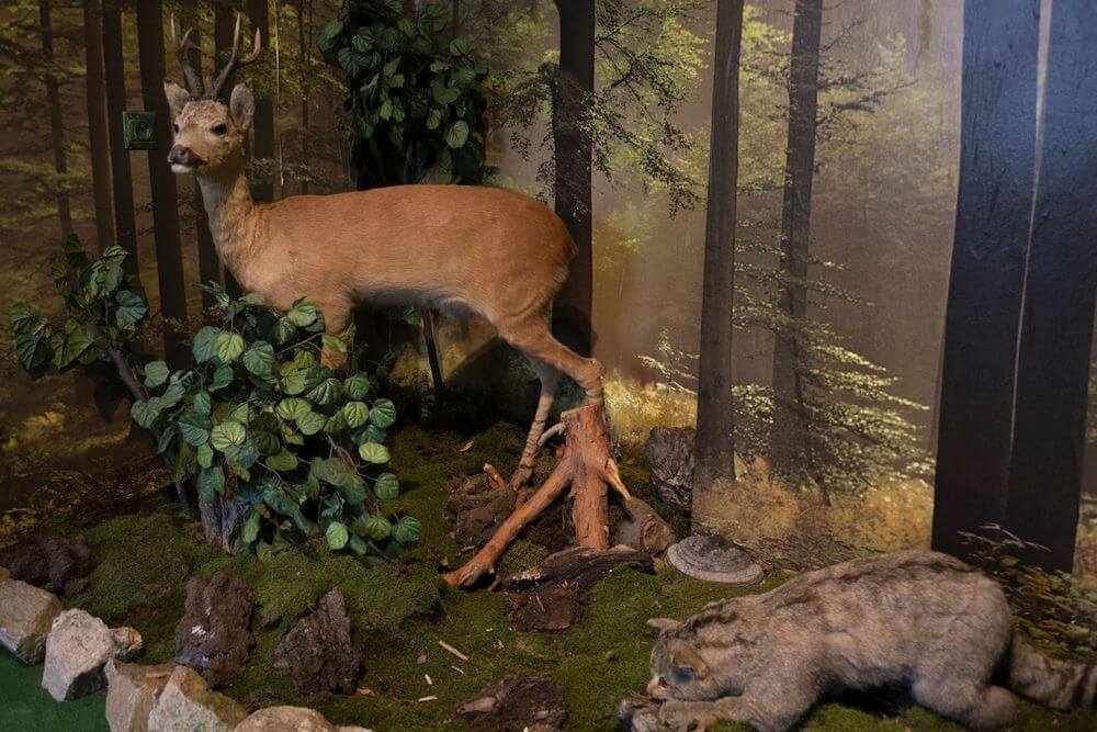 Exhibition of Ferdinand Coburg at Predná Hora 4 Exhibition of Ferdinand Coburg at Predná Hora 4