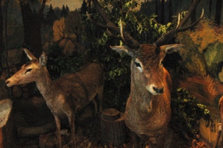 Hunting - Museum in Svätý Anton 1
