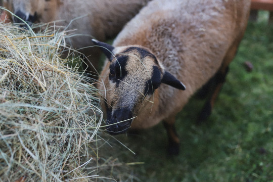 Advent v kaštieli vo Svätom Antone 2024 - foto 7